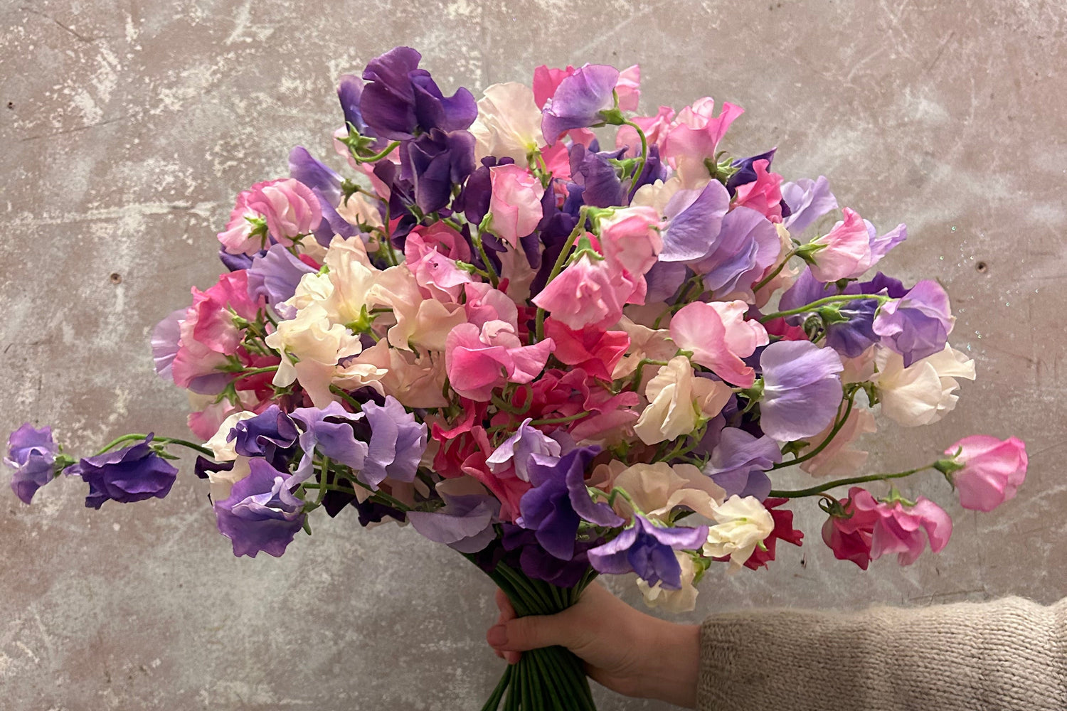 Lathyrus bouquet
