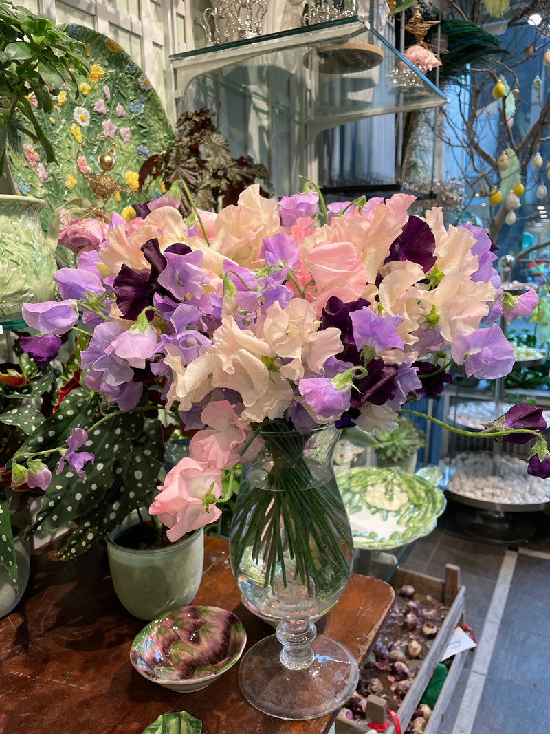 Lathyrus bouquet