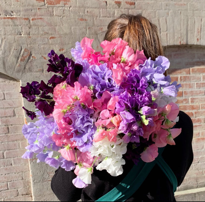 Lathyrus bouquet