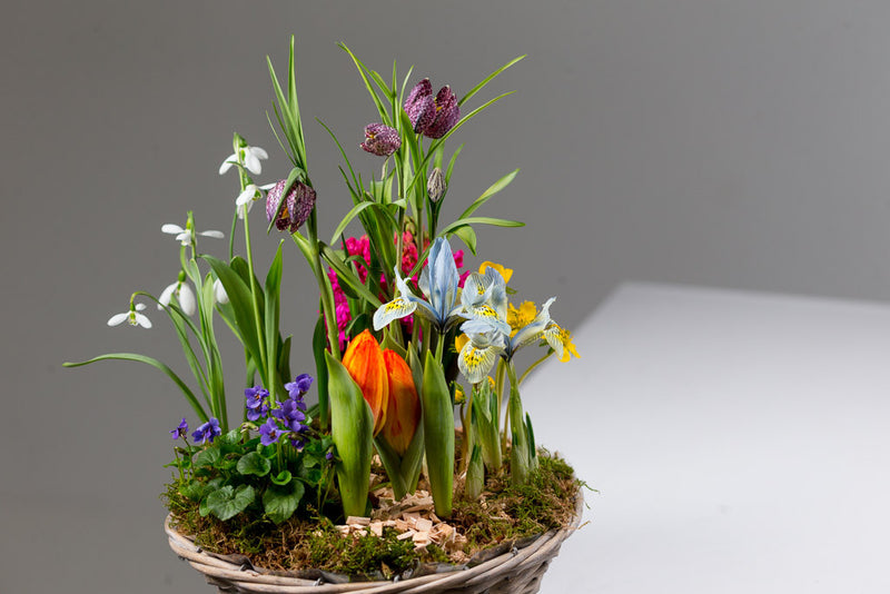 Planting with seasonal plants