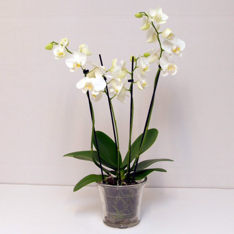 Orchid plant in glass