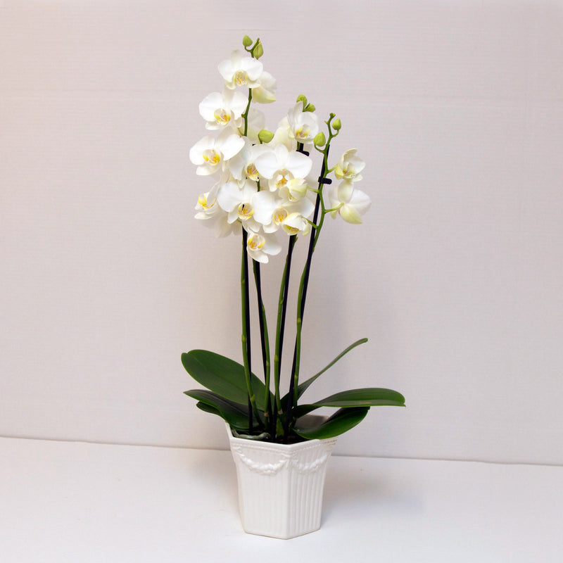 Orchid plant in Italian Faience Hides