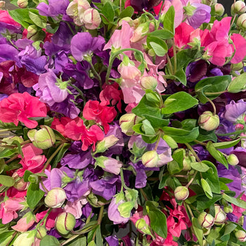 Bering House of Flowers Aps