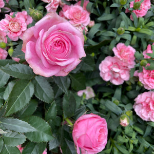 Bering House of Flowers Aps
