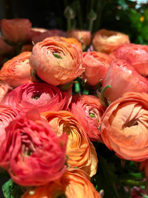 Bering House of Flowers Aps