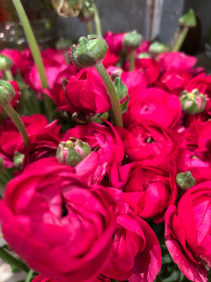 Bering House of Flowers Aps